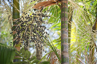 image of acai trees where acai berries are growing