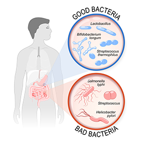 What is your gut flora? What is your gut flora?