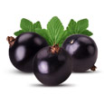 blackcurrants which has four times the amount of Vitamin C as oranges blackcurrants which has four times the amount of Vitamin C as oranges