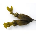 bladderwrack which is often used by those following a healthy eating diet bladderwrack which is often used by those following a healthy eating diet