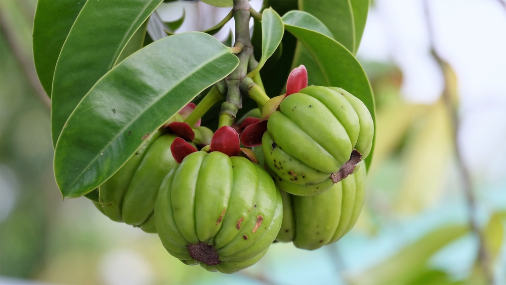 bunch-green-garcinia-cambogia-hanging-tree bunch-green-garcinia-cambogia-hanging-tree