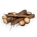 Burdock root that clears impurities from the blood