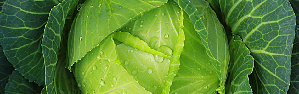 Cabbage plant covered in water droplets with thick leaves