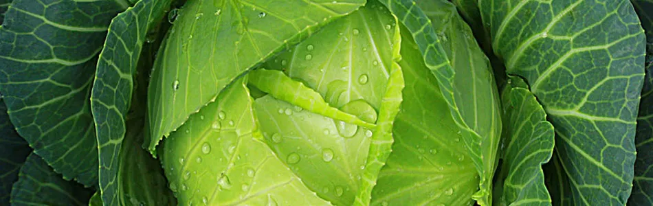 Cabbage plant covered in water droplets with thick leaves