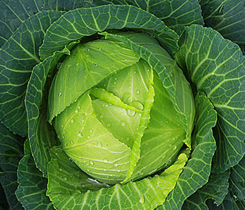 Cabbage plant covered in water droplets with thick leaves
