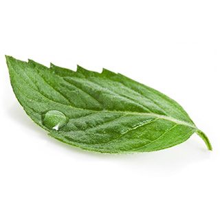 Green Leaf