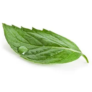 Green Leaf