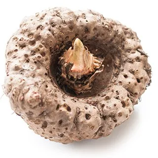 Konjac Root