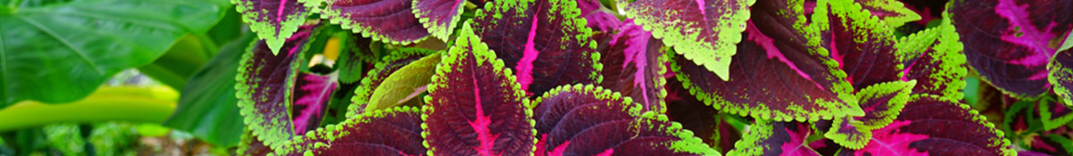 Heading banner Image for Forskolin of a forskolin plant