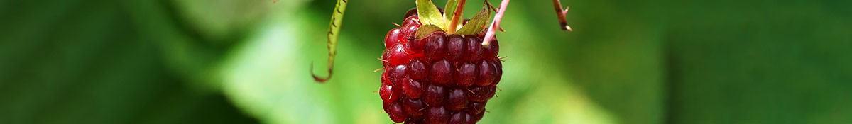 Heading Image for Raspberry Ketone showing a raspberry