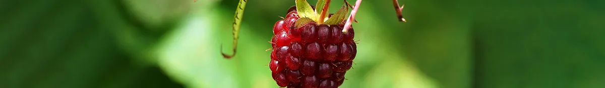 Heading Image for Raspberry Ketone showing a raspberry Heading Image for Raspberry Ketone showing a raspberry