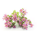 centaury which has been studied for its beneficial interaction with blood glucose levels centaury which has been studied for its beneficial interaction with blood glucose levels