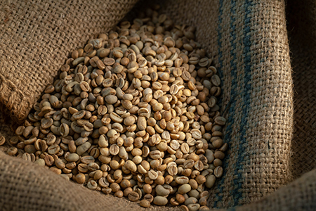 green coffee beans have Chlorogenic Acid which works to pacify the sugar in your body green coffee beans have Chlorogenic Acid which works to pacify the sugar in your body