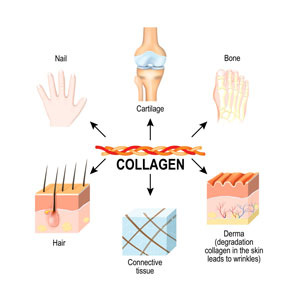 collagen-main-structural-protein-connective-tissues collagen-main-structural-protein-connective-tissues