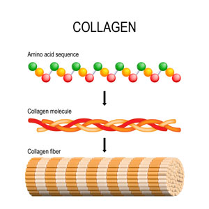 infographic showing how the collagen looks at a molecular level infographic showing how the collagen looks at a molecular level