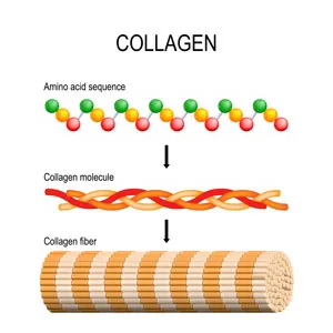 infographic showing how the collagen looks at a molecular level