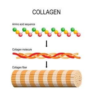 infographic showing how the collagen looks at a molecular level infographic showing how the collagen looks at a molecular level
