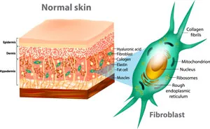 infographic showing how collagen can effect your muscles