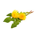 Dandelion which is used to help support naturally digestion and diuresis Dandelion which is used to help support naturally digestion and diuresis