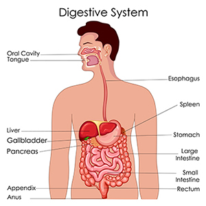 What is the digestive system? What is the digestive system?