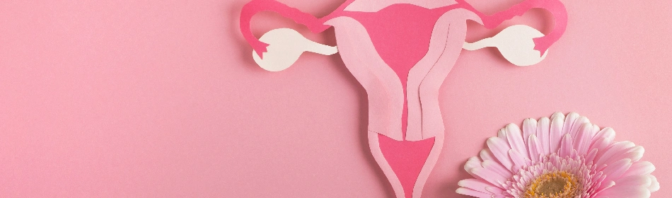 Female reproductive organ that regulates the menstrual cycle