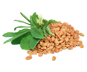 What is fenugreek? What is fenugreek?