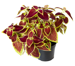 What is forskolin? What is forskolin?