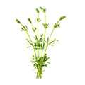 fresh cleavers which is used as a natural diuretic to help with water retention fresh cleavers which is used as a natural diuretic to help with water retention