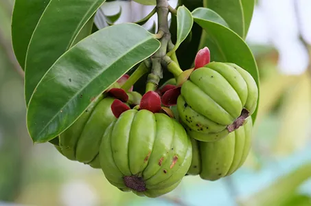 garcinia cambogia which stimulates the hormones in your brain that are associated with hunger