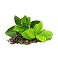 Green Tea Extract which is an active ingredient in carb no