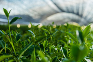 image of a greenhouse where green tea plants are grown with green tea leaves image of a greenhouse where green tea plants are grown with green tea leaves