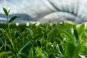 image of a greenhouse where green tea plants are grown with green tea leaves