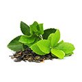 Green tea leaves on a white background whcih is used in our products