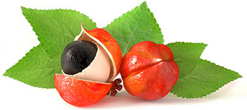 image of a stem from a guarana fruit plant cotaing the fruit anf leaves image of a stem from a guarana fruit plant cotaing the fruit anf leaves