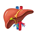 image of a liver to show that moringa can also help to restore liver enzymes to normal levels