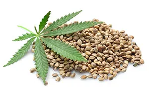 Hemp Leaf