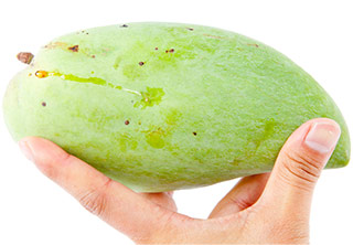 image showing hand holding a wild African mango to show the fruit image showing hand holding a wild African mango to show the fruit