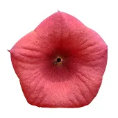 Hoodia Gordonii flower which helps to balance hunger and maintain strength