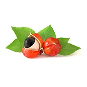 guarana which is known for containing up to four times the caffeine of coffee beans