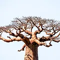 Baobab