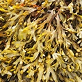 Fucus Vesiculosus Fucus Vesiculosus