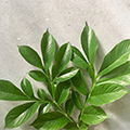 Glucomannan