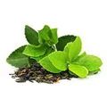 Green Tea Extract