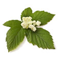 Filipendula Ulmaria, Meadowsweet which is rich in biologically active substances Filipendula Ulmaria, Meadowsweet which is rich in biologically active substances