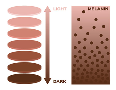 infographic showing how the supplements work in terms of melanin infographic showing how the supplements work in terms of melanin