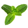 Mint leaves that is a natural appetite suppressant herb Mint leaves that is a natural appetite suppressant herb