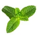 Mint leaves that is a natural appetite suppressant herb