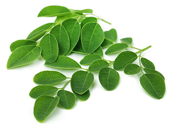 moringa leaves which has essential proteins, vitamins and minerals moringa leaves which has essential proteins, vitamins and minerals