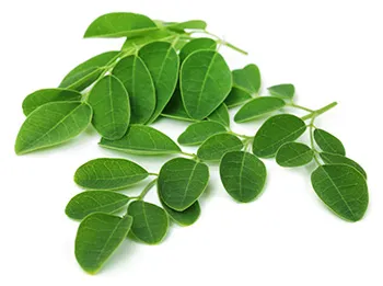 moringa leaves which has essential proteins, vitamins and minerals
