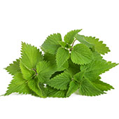 Nettle Leaves